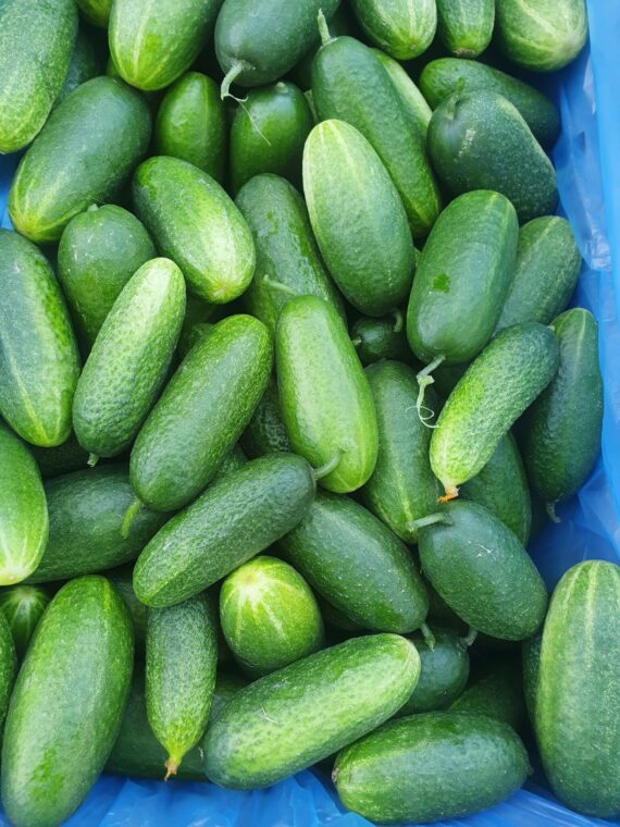 Västeråsgurka, 15kg