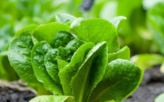 Romansallad, 8 påsar á 300-800g