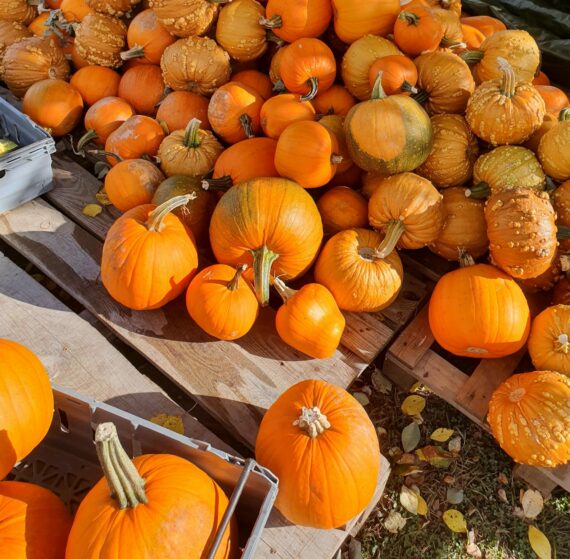 Halloweenpumpa från 10-15 kg/låda. 100-500 kg