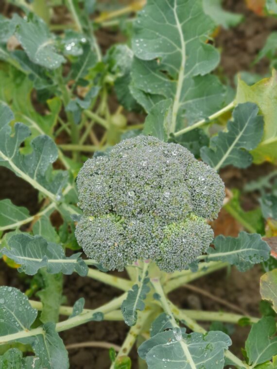 Broccoli lösvikt ca 6 kg/låda