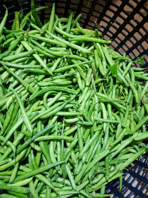 Haricot Verts, 5kg
