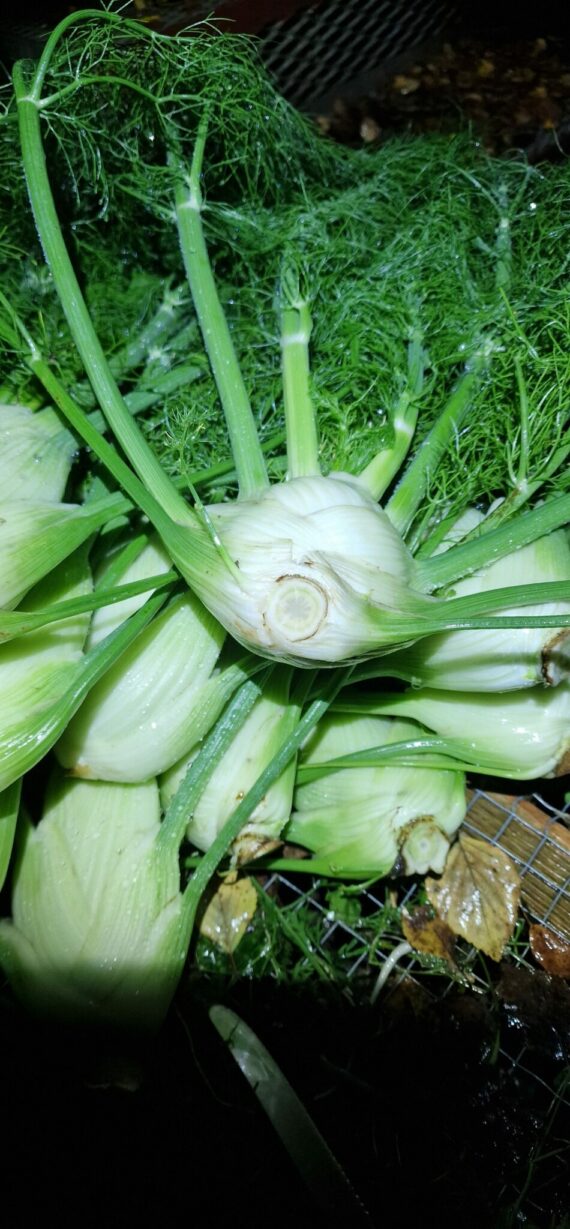 Fänkål med dill