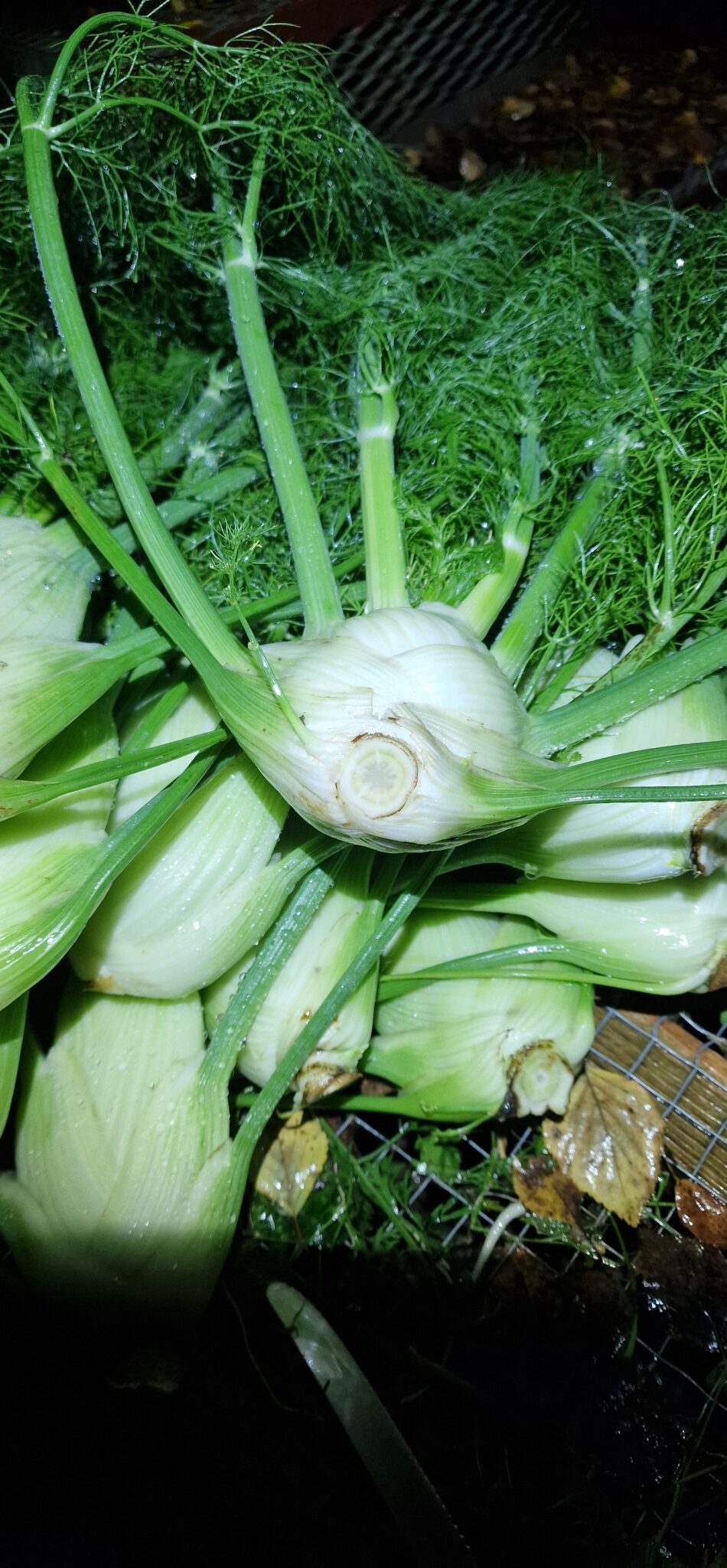 Fänkål med dill