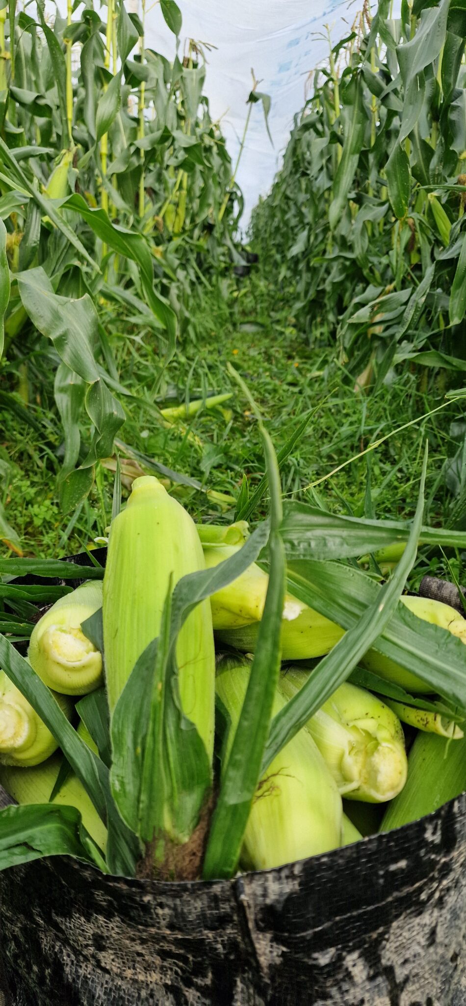 Super söt majs kg