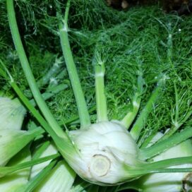 Store secondary logo