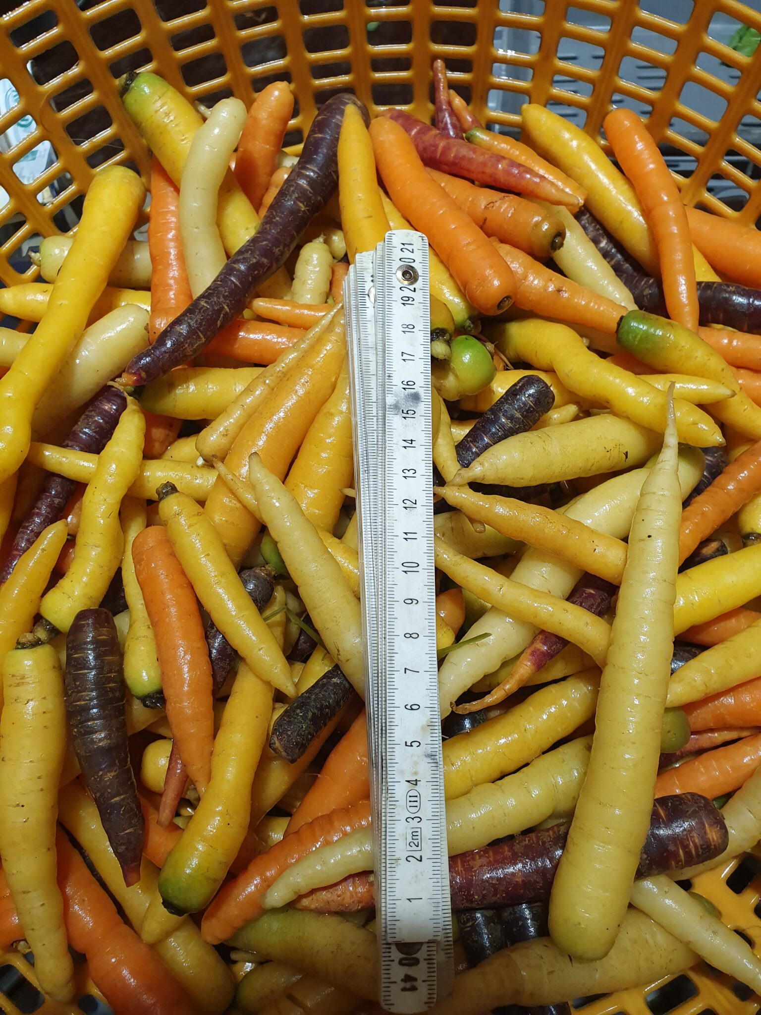 Små snacksmorötter