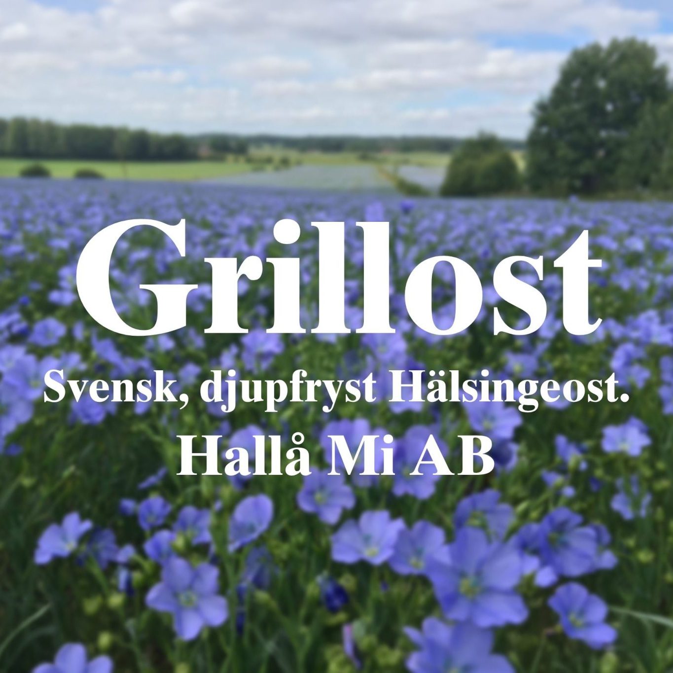 Hallå Mi