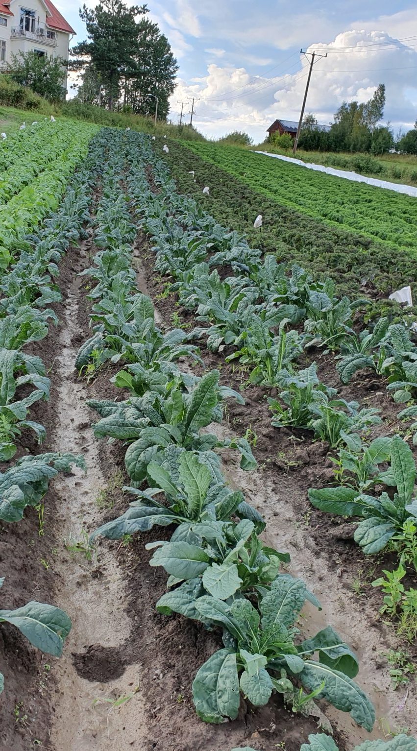 Svartkål lösvikt 4 kg låda