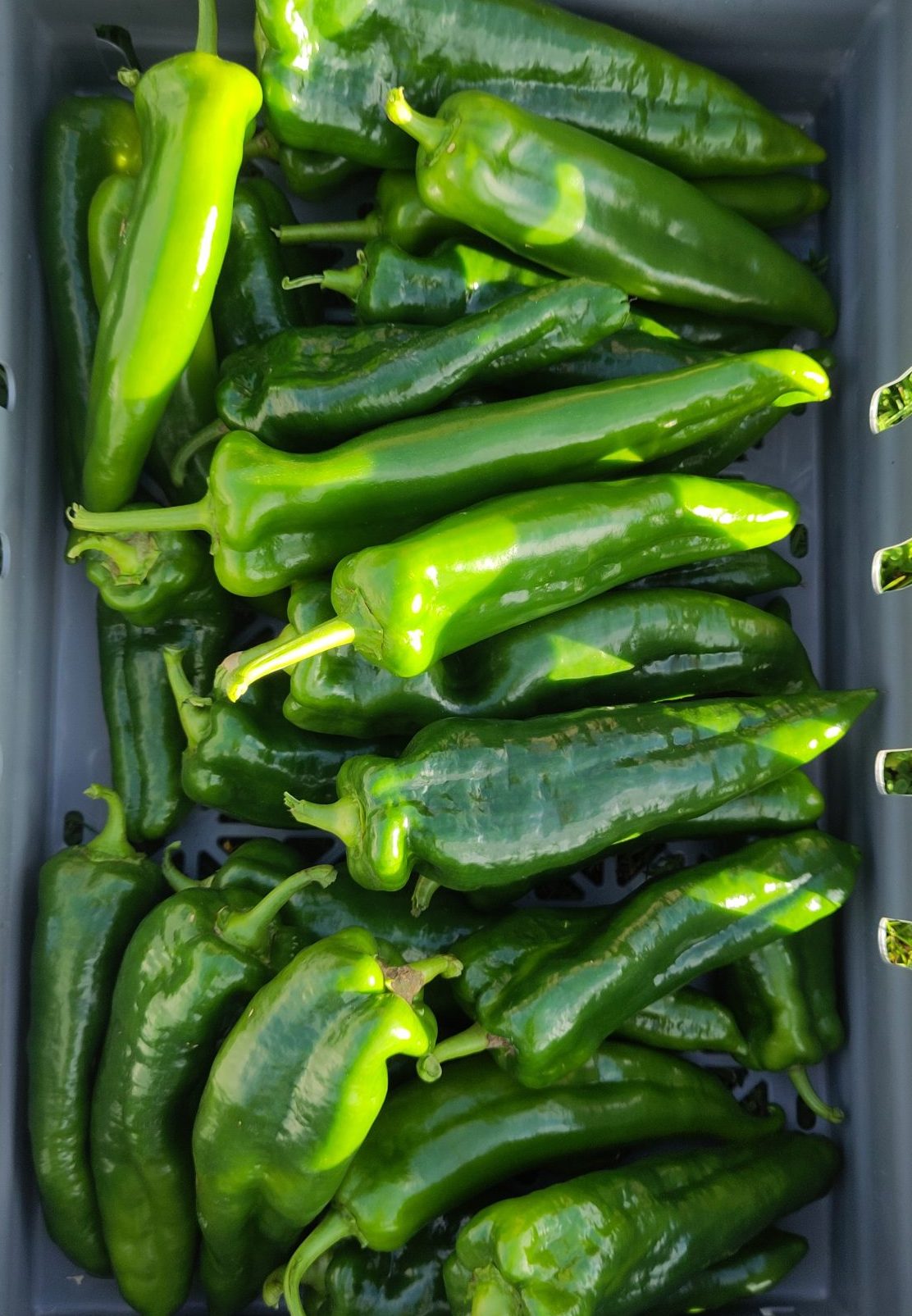 Paprika 2kg