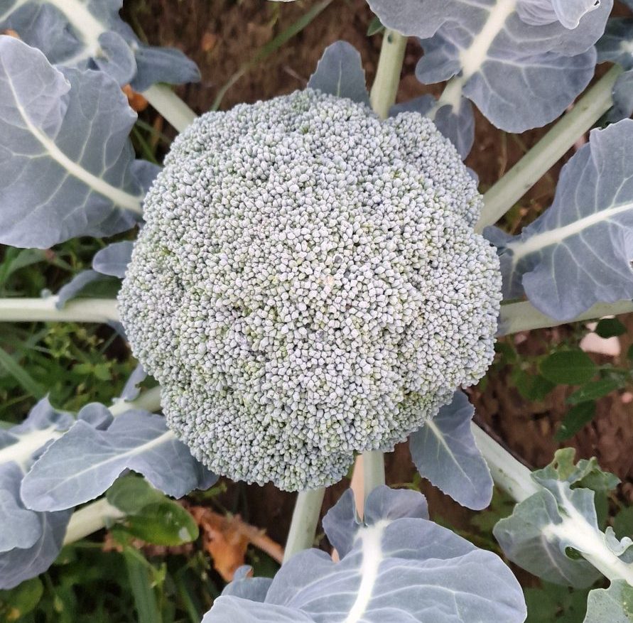 broccoli