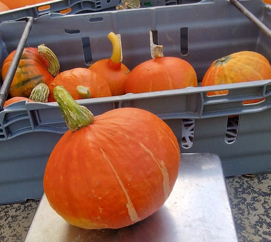 Vintersquash/Matpumpa